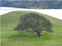 Tree in winter